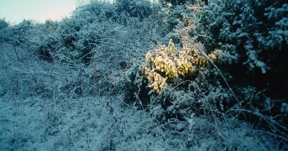 A forest with trees covered in snow during winter as sunlight illuminates a section of leaves while the shadow of a person passes by