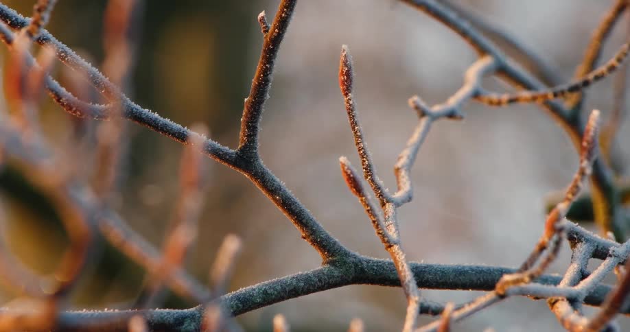 A close view of thin tree branches covered in white frost glowing with golden light from the rising sun during a cold winter morning