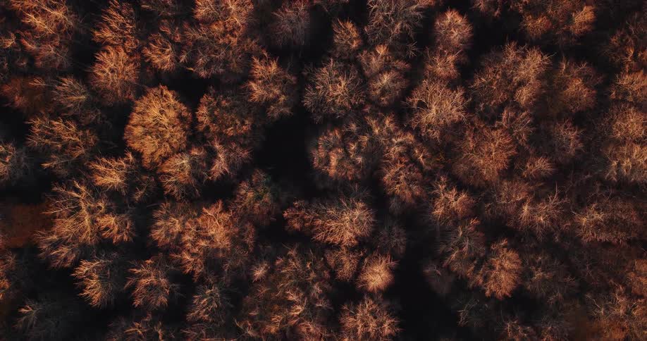 A topdown aerial view reveals a dense cluster of leafless treetops glowing copper in the warm light separated by dark shadowed gaps