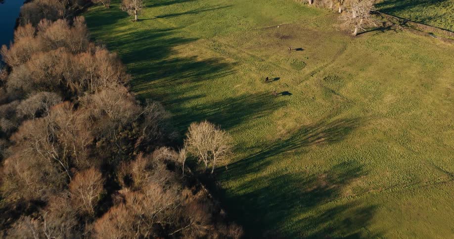 A few horses are standing and grazing on the grass in a large field