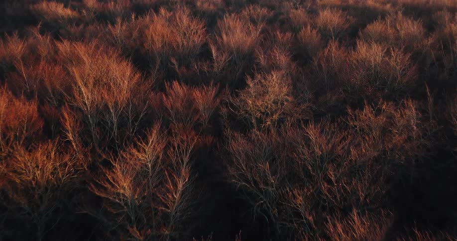 An aerial view of a grasslands on a sunny day