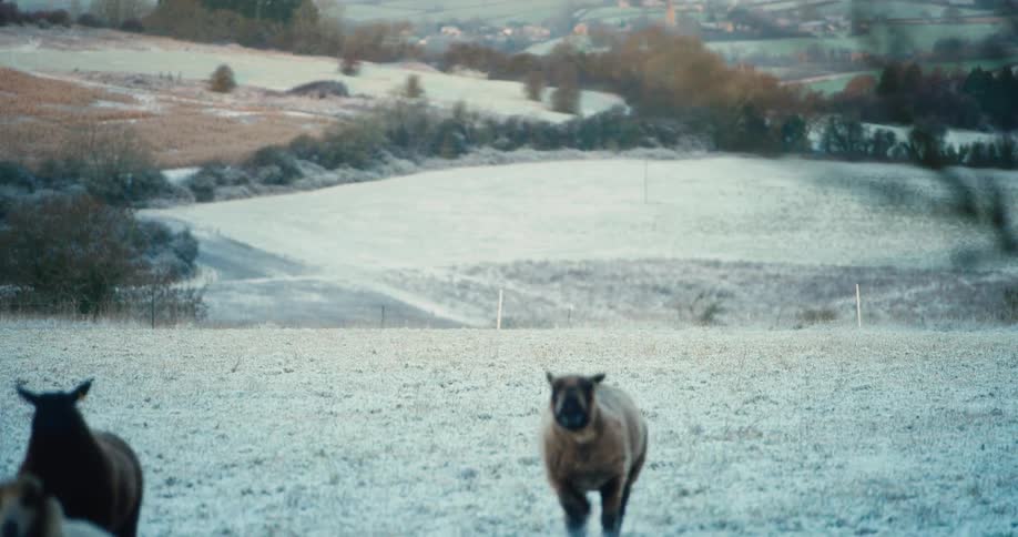 A flock of multi colored sheep runs across a frost covered field toward the camera during a cold winter morning in a hilly countryside region