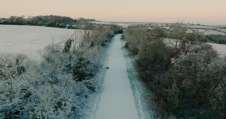 Road on a plain area of land covered in snow surrounded by rows of trees on both sides outdoors during dusk or dawn