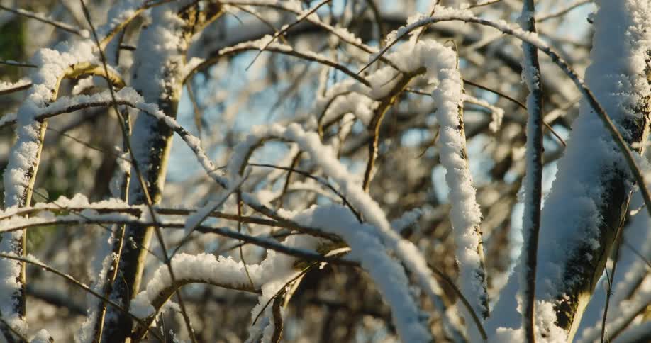 A view of some branches covered in snow in a forest