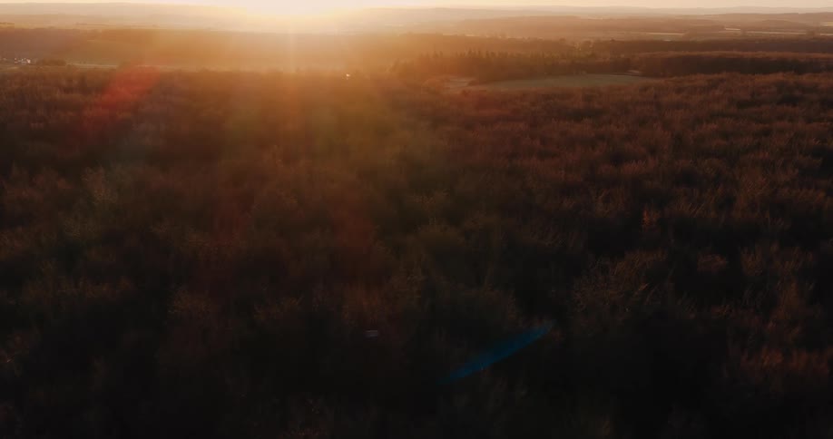 Dense forest area bathed in sunlight outdoors during dusk or dawn