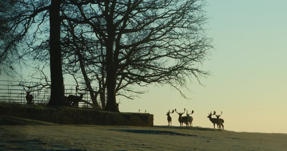 Herd of deer stands near a fenced area in winter as red tints the horizon