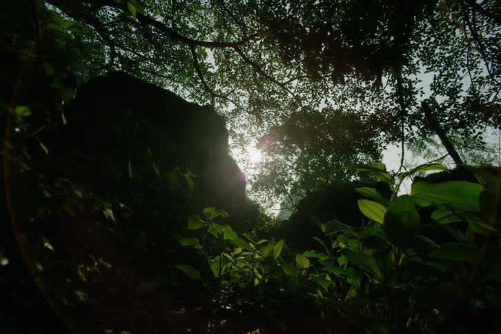 A low angle view of a sunlit jungle where bright light filters through a thick canopy and illuminates green plants in the foreground while a dark rocky cliff stands silhouetted against the glowing morning sky