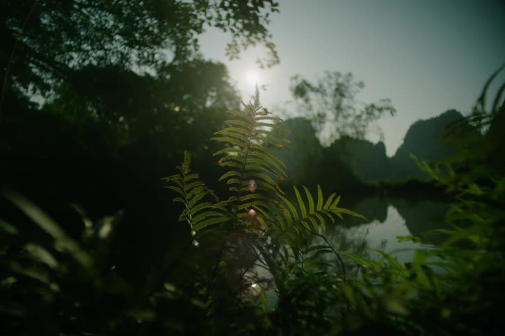 Water surrounded by lush plants reflects the mountains and the sun