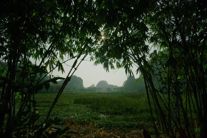 The green field is covered with fog