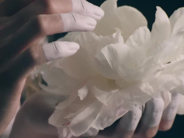 A woman with hands covered in white paint gently touches the delicate petals of a large white peony flower against a dark background