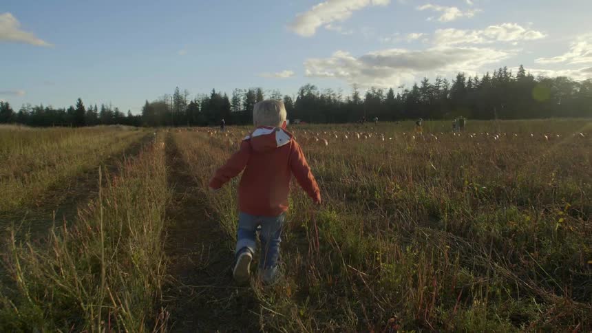 A young boy runs through a field towards a pumpkin patch