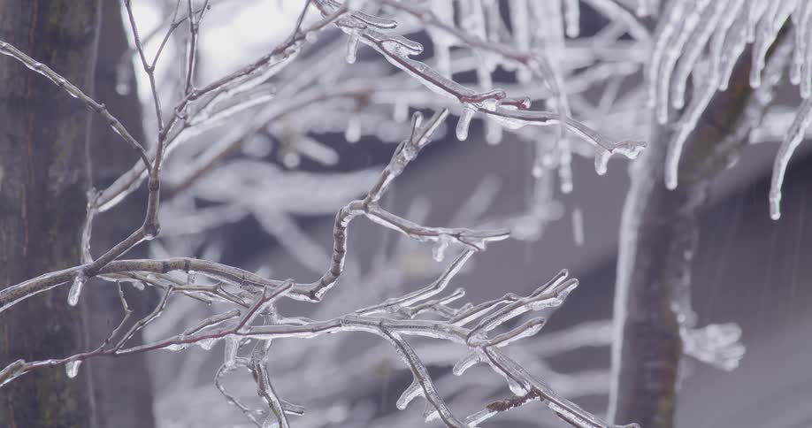 Tree branches are encased in thick ice during a freezing rain storm