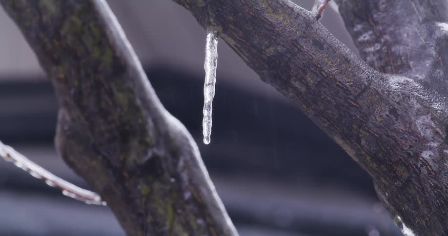 Icicle on the branch of a tree outdoors