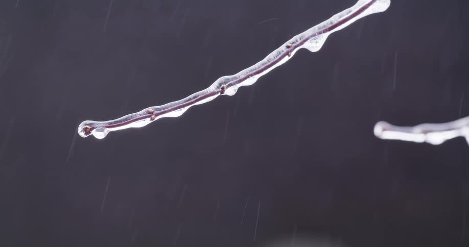 A tree branch encased in a layer of ice as freezing rain falls against a dark background