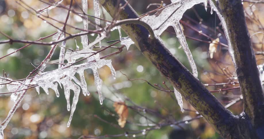 Frozen branches and twigs on a tree outdoors