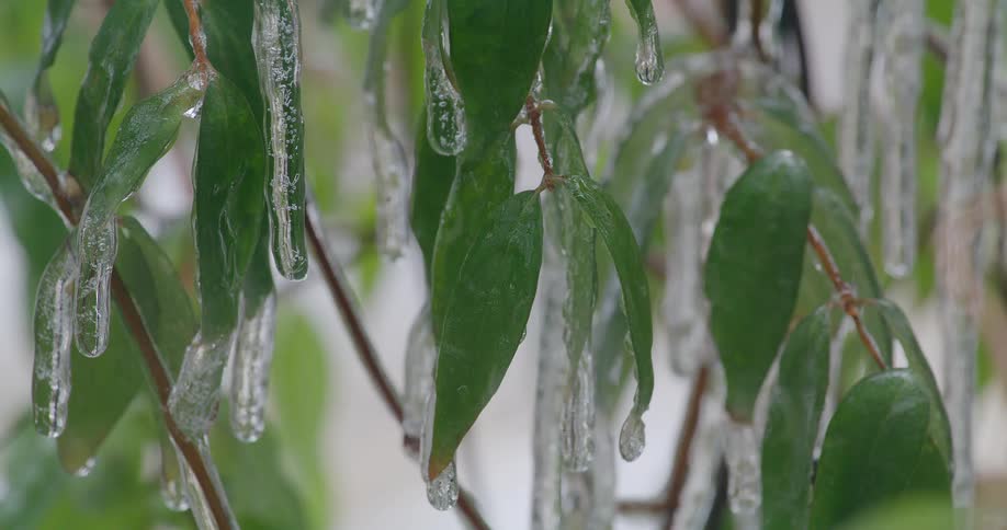A close view shows green leaves on thin branches covered in thick layers of clear ice and hanging icicles after a winter storm