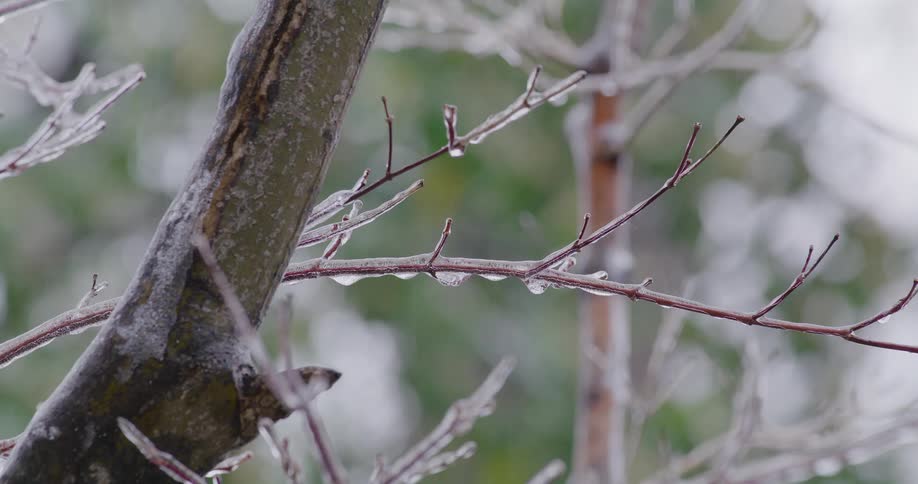 A close view shows thin bare branches and a tree trunk covered in a thick layer of clear ice after a winter storm
