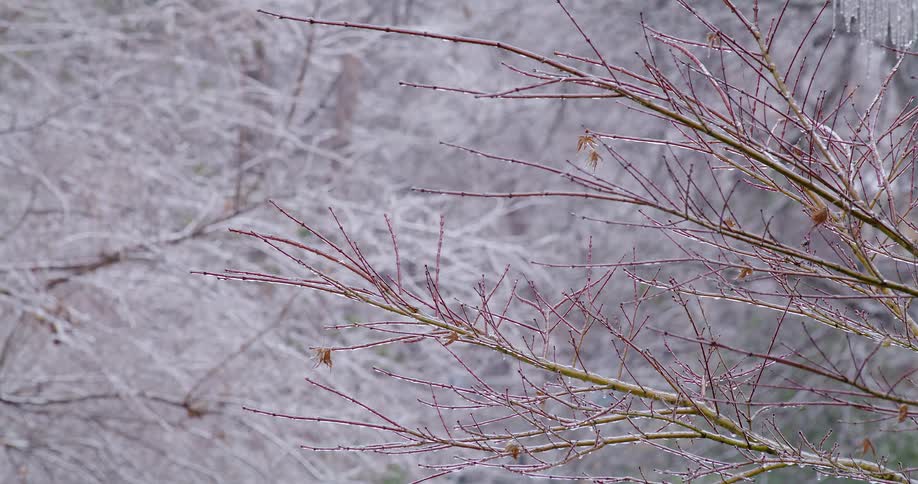 Bare tree branches covered in a thick layer of glistening ice sway gently during a winter storm the background features a soft outoffocus view of a forest heavily blanketed in white snow and frost