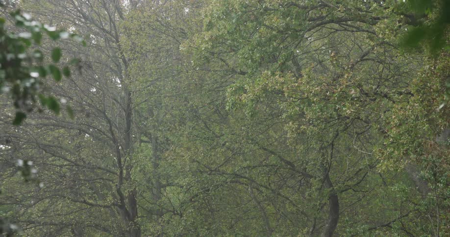 A view of a dense forest with green and brown leaves on many trees during a heavy rainstorm with visible mist among the branches