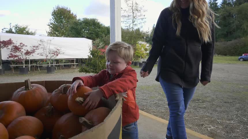 A boy looks at pumpkins in an outdoor bin