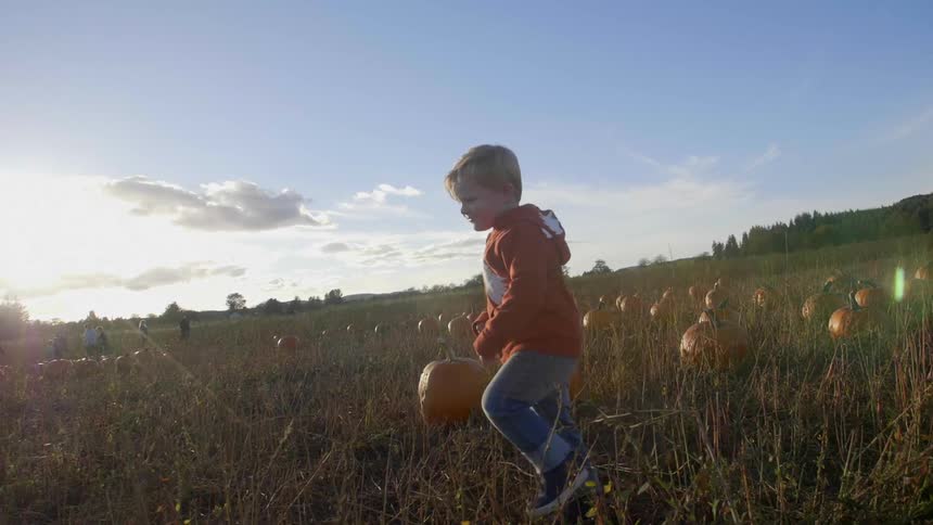 Little boy smiling and running through pumpkin patch on sunny day