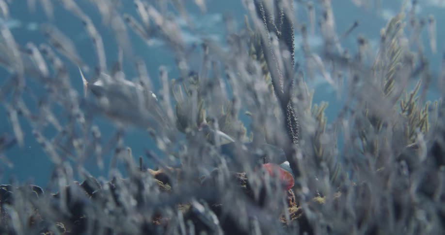 Large school of small fish swarms up from a reef as large fish swim downward