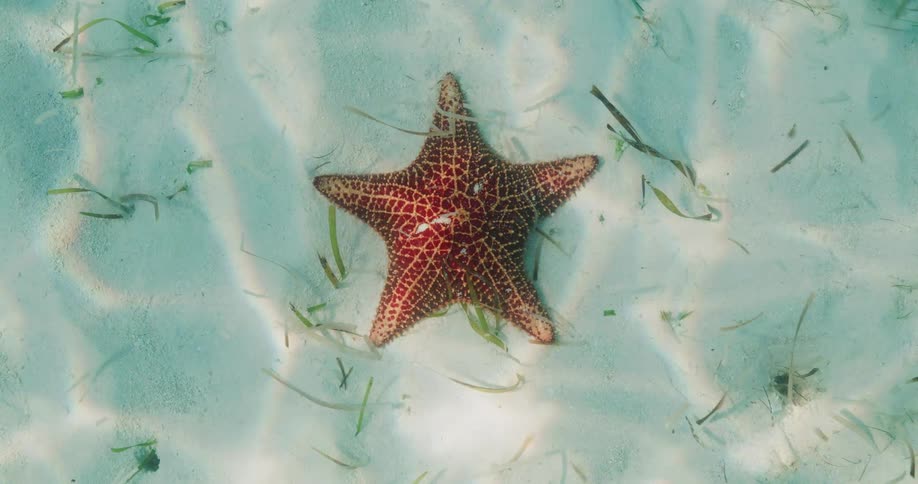 An overhead view of a reddishorange starfish resting on a white sandy seabed through clear shallow watersunlight creates shimmering ripple patterns across the sand and the starfish while sparse blades of green seagrass are scattered aro