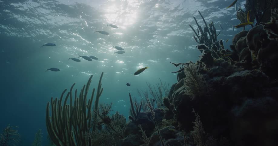 Sunlight filters through the surface of the ocean illuminating a vibrant coral reef teeming with small colorful fish the underwater scene features a variety of sea plants and jagged rock formations set against a deep blue aquatic backgroun