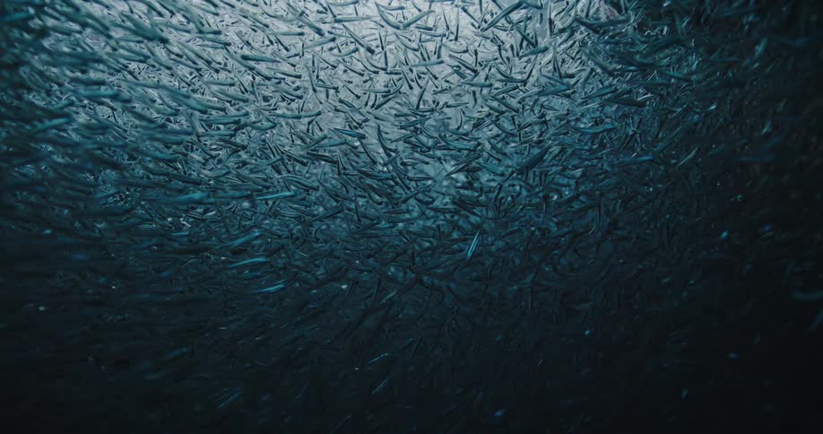 A view of some fish swimming in the ocean