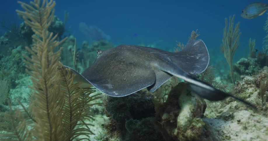 The stingray swims across the ocean floor