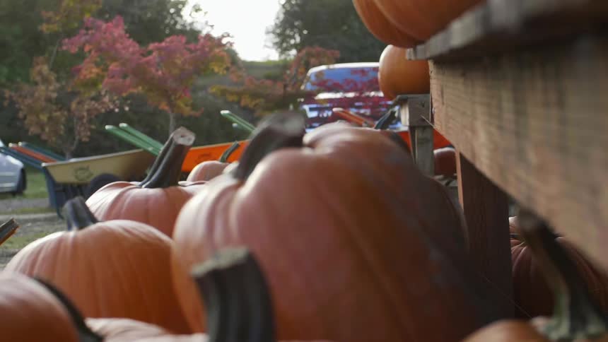 Pumpkins are displayed on wood structures on a farm