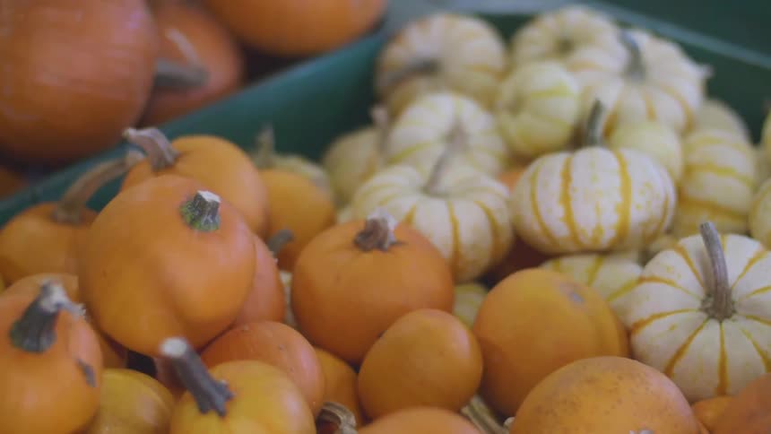 Rows of pumpkins sit in bins of orange and yellow color