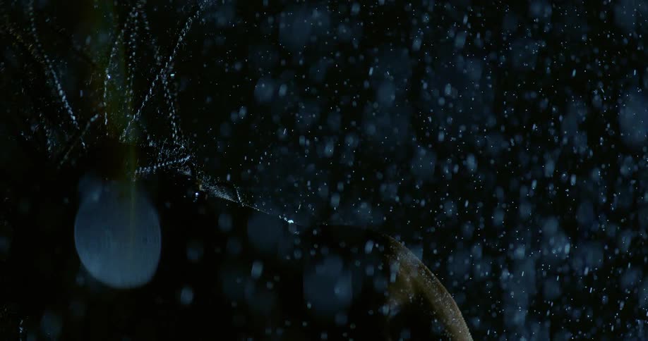 Person in profile under heavy rain with visible droplets and dark background