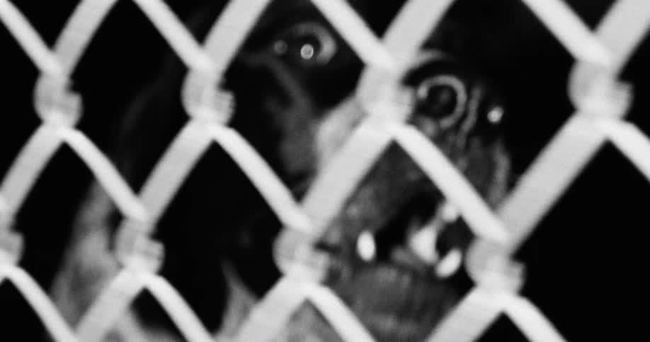 The dog is walking in the cage