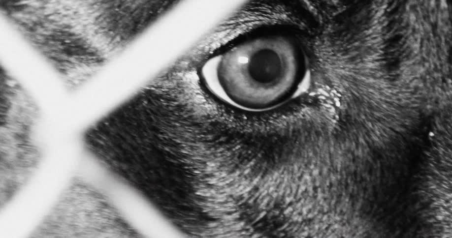A black and white macro close up captures a dog looking through the diamond gaps of a wire fence while the camera pans across its eye and dark fur
