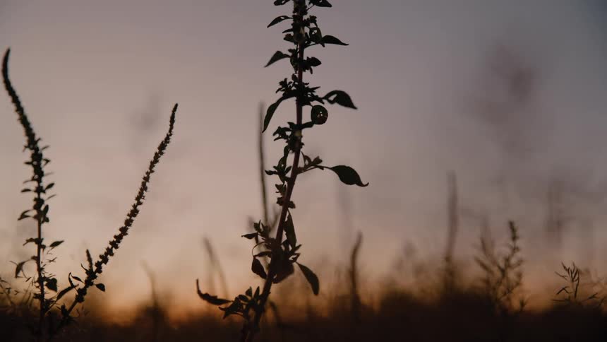 Silhouette of a tall wild plant with small leaves stands against a field of dry grass under a hazy sky during a golden sunset