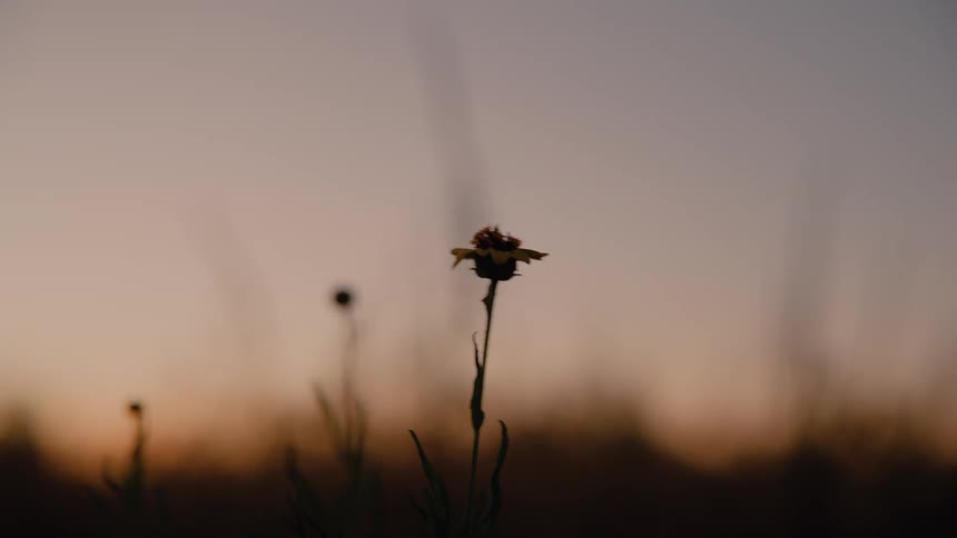 A single small flower with thin petals stands in silhouette against a soft orange and purple twilight sky over a dark field