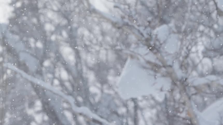 Snowcovered forest with branches and falling flakes