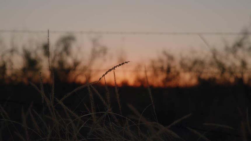 Slender stalks of wild grass dance in the cooling evening air as the sun dips below a rural horizon painting the sky in deep amber hues behind the soft blur of a barbed wire fence and distant thickets