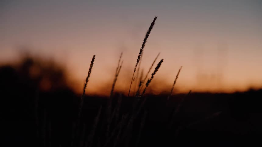 Silhouettes of grass stalks against a twilight sky