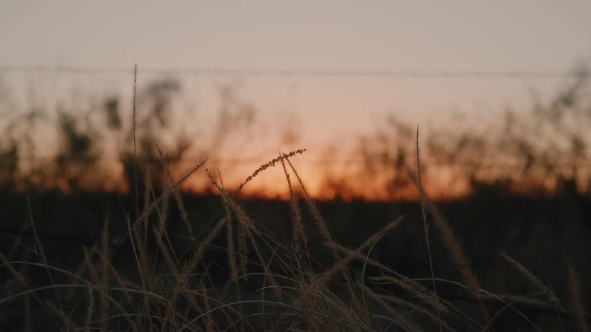 Grass moves in the breeze on the side of a rural road as a wind turbine spins in the distance