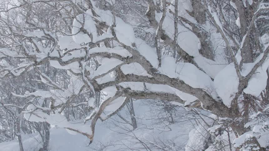 A view of snow falling on trees in a forest