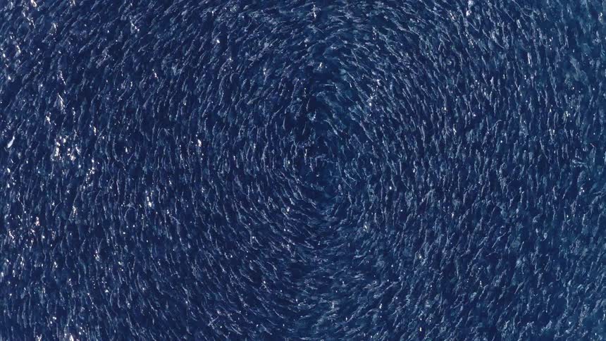 Thousands of shimmering fish move in a synchronized circular rhythm to form a vast bait ball in the dark blue sea their collective motion creating a hypnotic swirling pattern that glints under the bright overhead sunlight
