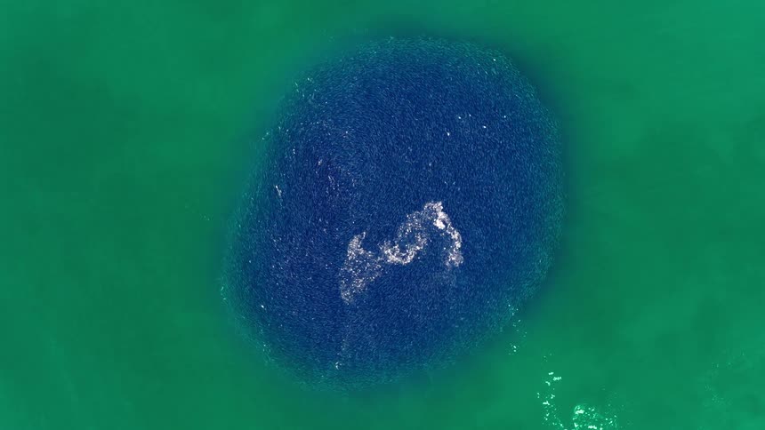 Dense school of fish forms a circular blue patch in green water seen from above