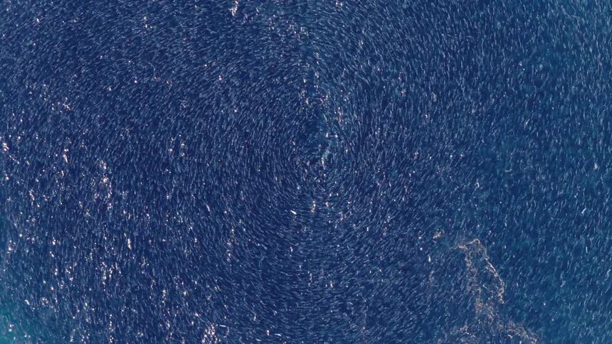 Aerial view of a large school of fish swimming in a circular pattern in the ocean