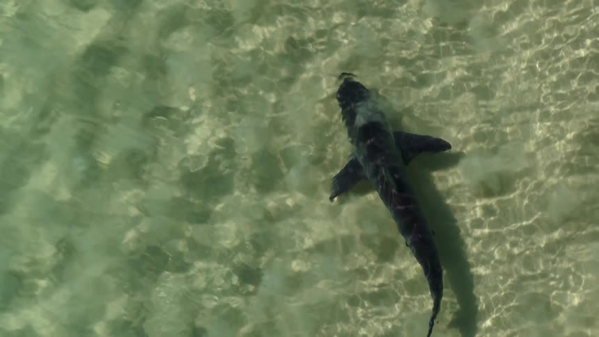 From a direct overhead perspective a dark shark glides gracefully through shallow sundrenched turquoise water its powerful tail swaying as it passes over the rippling sandy patterns of the ocean floor