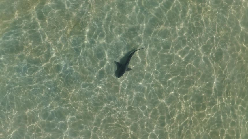 Aerial view of a shark swimming in clear water was waves roll in to shore