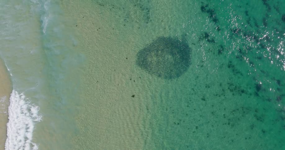 From a high aerial perspective a dense dark circular bait ball of fish moves slowly through clear turquoise water just off a pale sandy shoreline as gentle white waves wash over the shallow coast