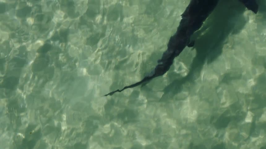 A shark swimming outdoors