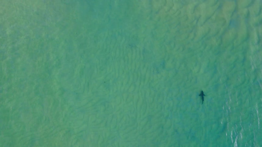 The shark slowly moves in the water